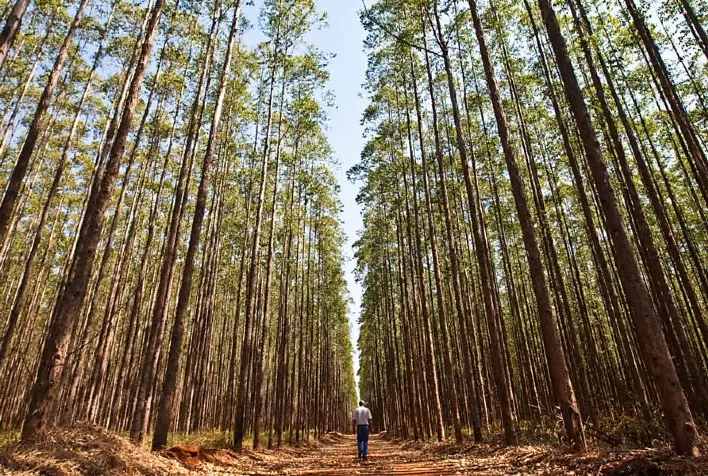 Brasil Agroflorestal vai discutir o futuro das florestas cultivadas no Sul da Bahia