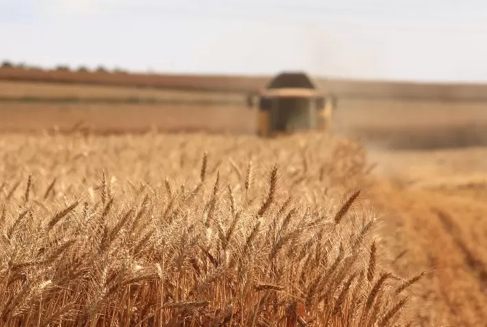 Mercado de trigo tem poucos negócios e clima no sul do Brasil centraliza atenções
