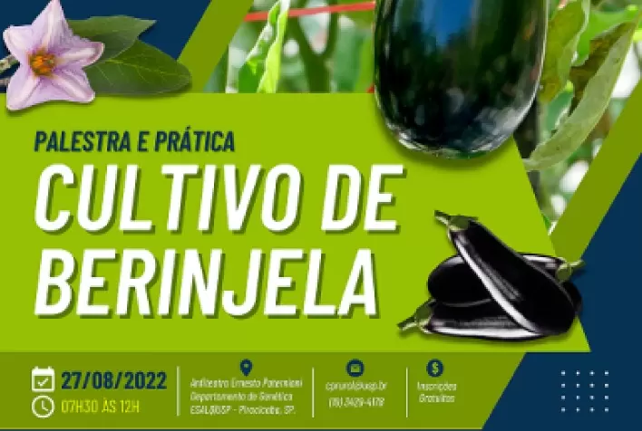Esalq - Especialistas apresentam técnicas adequadas de manejo no cultivo de berinjela