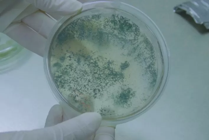 Vantagens do uso de produtos biológicos certificados