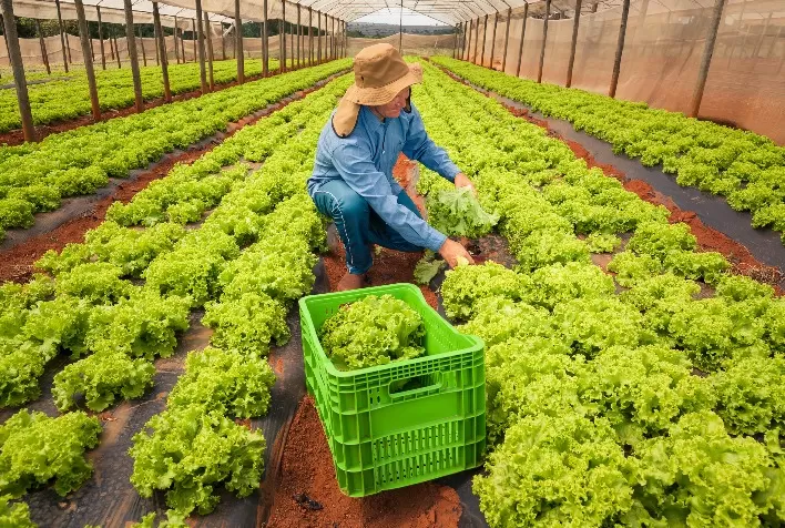 População ocupada no agro é a maior desde 2015
