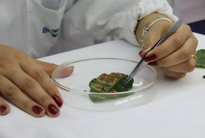 Fortaleza recebe maior evento de entomologia da América Latina