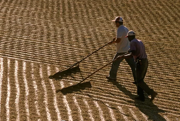 MERCADO DE TRABALHO: População ocupada no agro no 2º tri é a maior para o período desde 2015