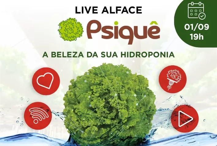 Live apresentará alface com genética brasileira desenvolvida especialmente para cultivo hidropônico