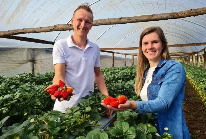 Censo do morango destaca qualidade da fruta produzida no Vale do Caí