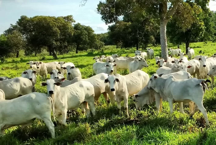 Doença Respiratória Bovina é inimiga da produtividade e causa mortes nos rebanhos