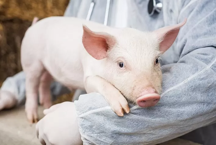 Para ter leitões saudáveis, nutrição de qualidade precisa começar com as matrizes, afirma zootecnista