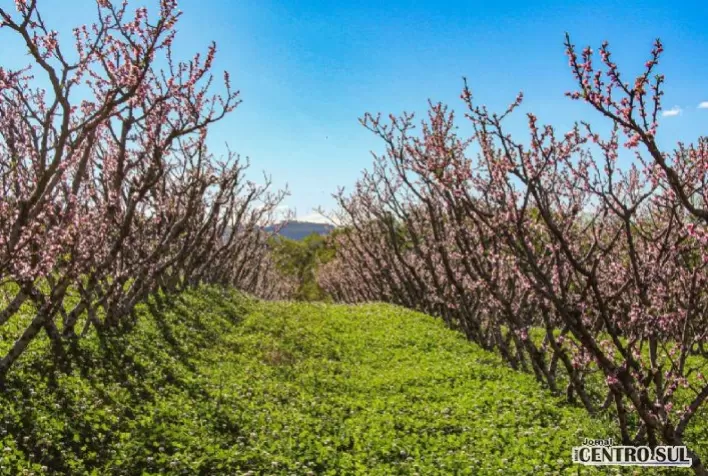 Frio deverá beneficiar florada de variedades tardias