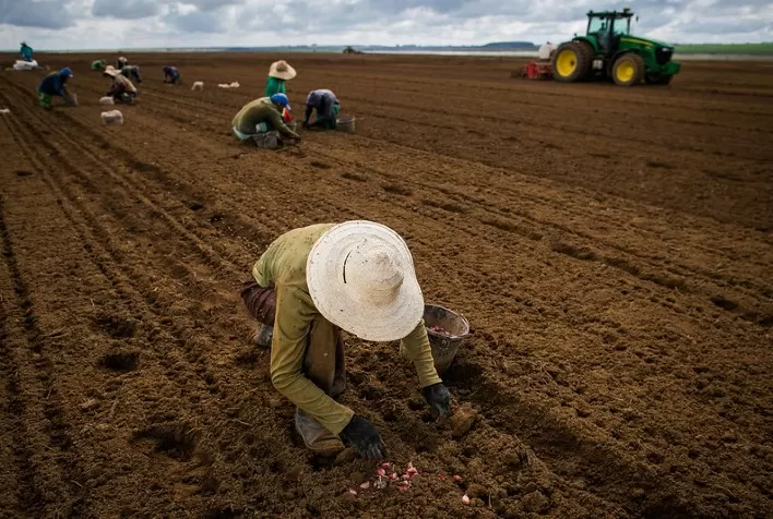 Agropecuária goiana criou 1.093 postos formais de trabalho em julho, aponta Caged