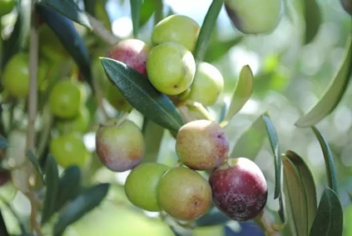 Olivicultura cresce, aponta dados do Cadastro Olivícola do RS