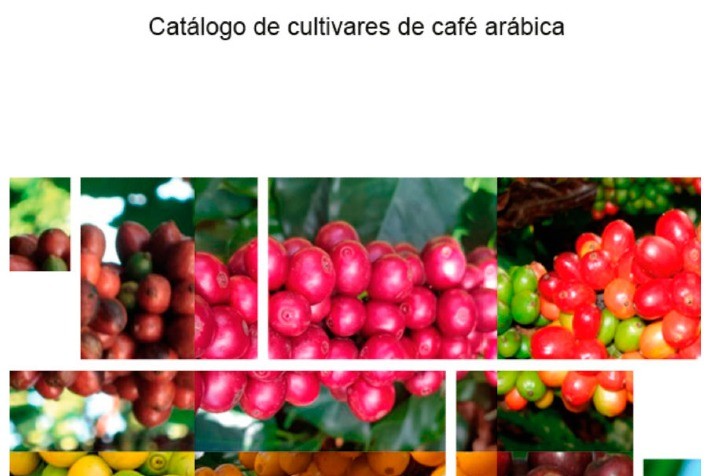 Catálogo reúne informações sobre cultivares de café arábica registradas