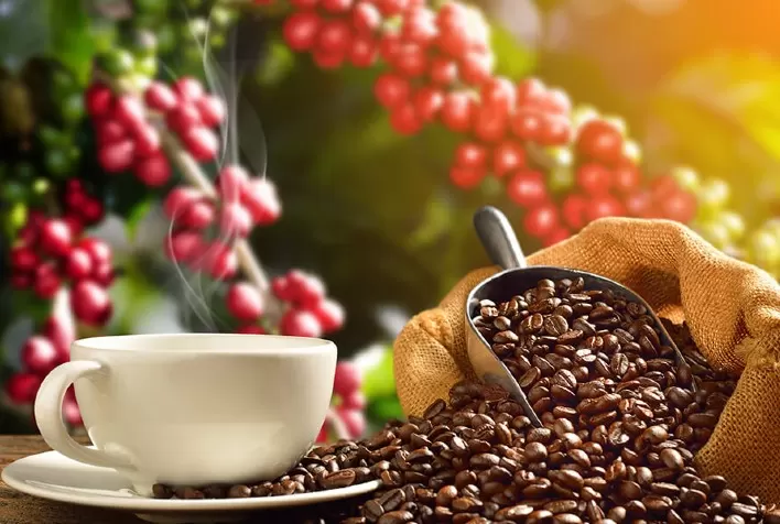Após baixas, café arábica abre com estabilidade e ajustes nos preços em Nova York