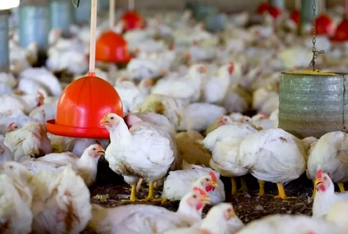Goiás e São Paulo devem disputar posição no ranking brasileiro de maiores produtores de frango em 2022