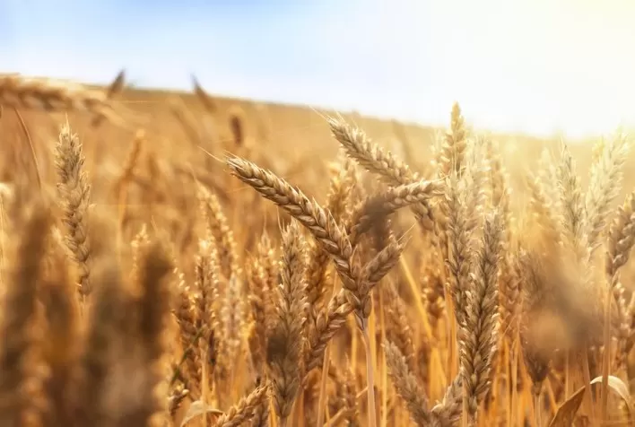Atual cenário geopolítico e do mercado mundial de trigo será discutido durante Congresso da Abitrigo