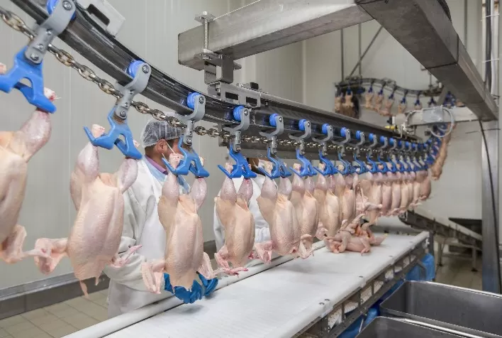 Desempenho do frango abatido em agosto e nos dois primeiros quadrimestres de 2022