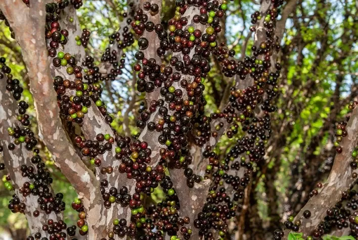 Com apoio da Emater, Hidrolândia espera movimentar mais de R$ 10 milhões com safra de jabuticaba em 2022