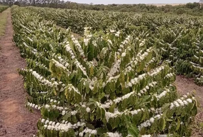 Irrigação Localizada assegura florada em regiões produtoras de café