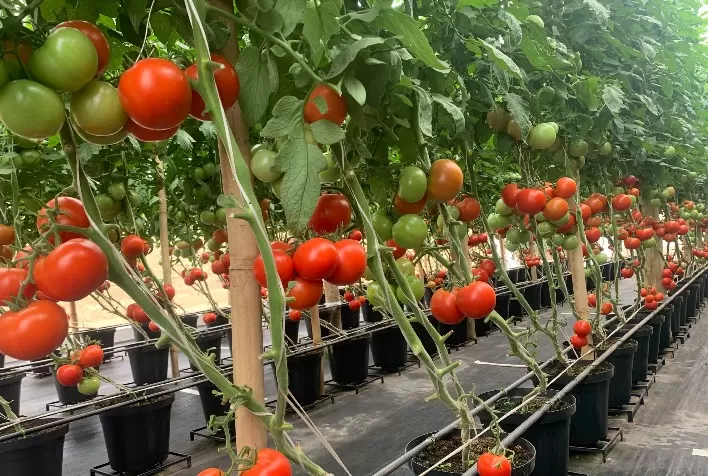 União Europeia tem queda de 3% na produção de tomate