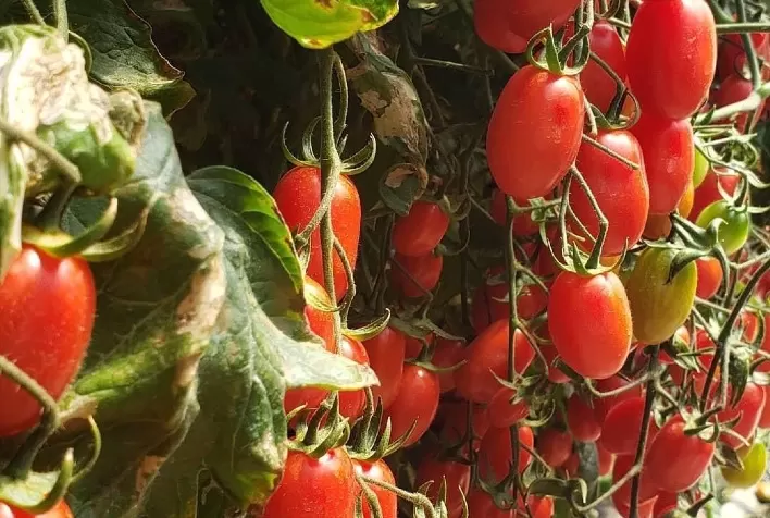 Ciclo rápido de cultivo eleva produtividade do tomate grape Rosso nas regiões produtoras