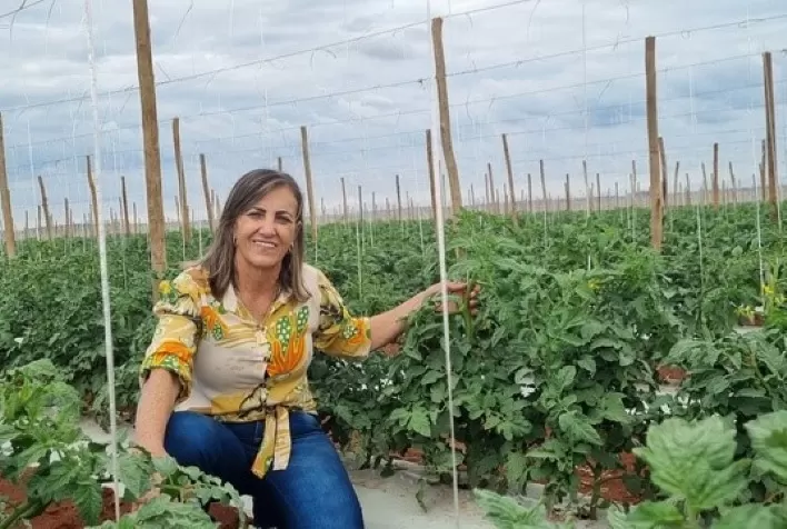Tecnologia e cuidados no cultivo do tomate garantem boa produtividade
