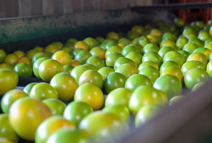 Em Goiás, produção de laranja deve crescer 1,9% em 2022