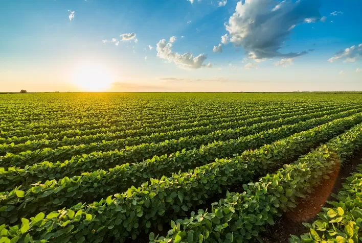 Custo com adubo para soja sobe 60% no Brasil em 22/23 e consumo cairá, diz StoneX