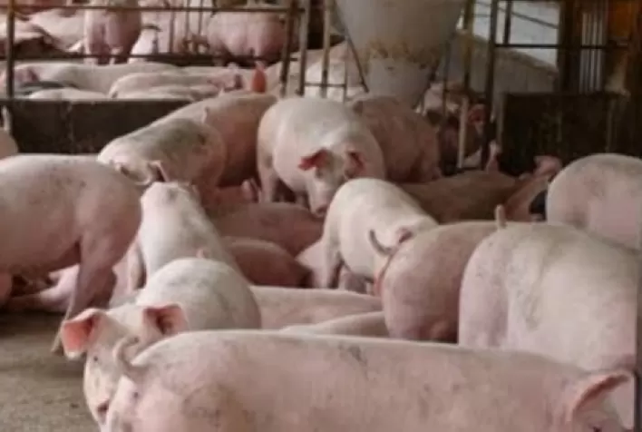 Suíno vivo: preço médio no decorrer do ano mostra queda de 7,4%