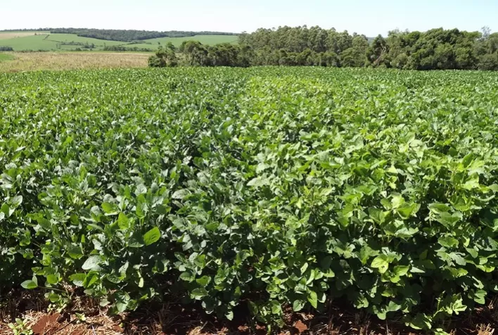 Sucessão das culturas de trigo e soja tem a tecnologia Enlist® como aliada no manejo de plantas daninhas