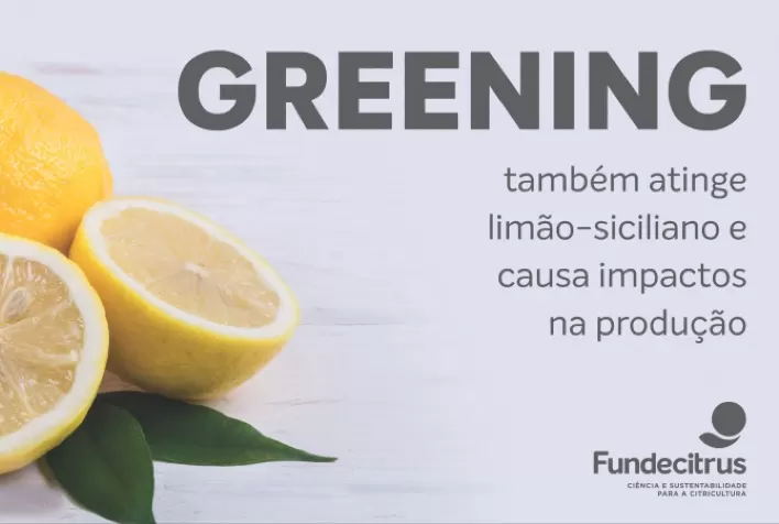 Entenda como o greening afeta o limão-siciliano