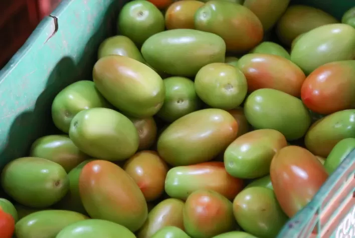 Exportação de tomate rende mais de 106 milhões de euros