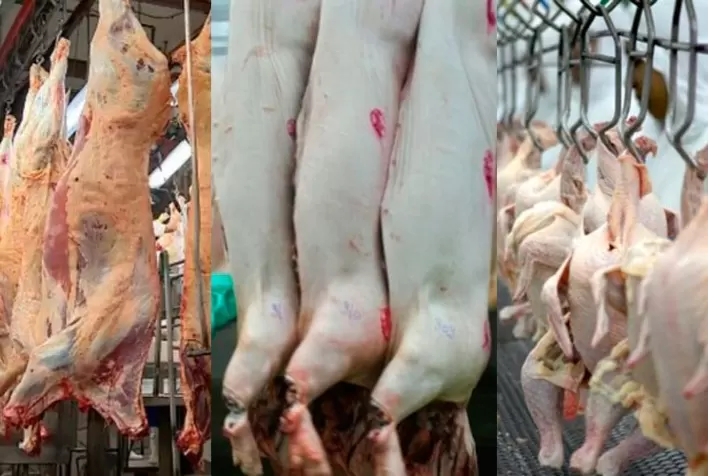 Produção total das carnes bovina, suína e de frango aumentou perto de 3,5% no 1º semestre de 2022