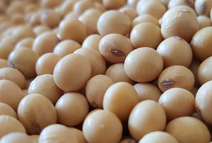Plataforma Seed Protection será apresentada no 21º Congresso Brasileiro de Sementes