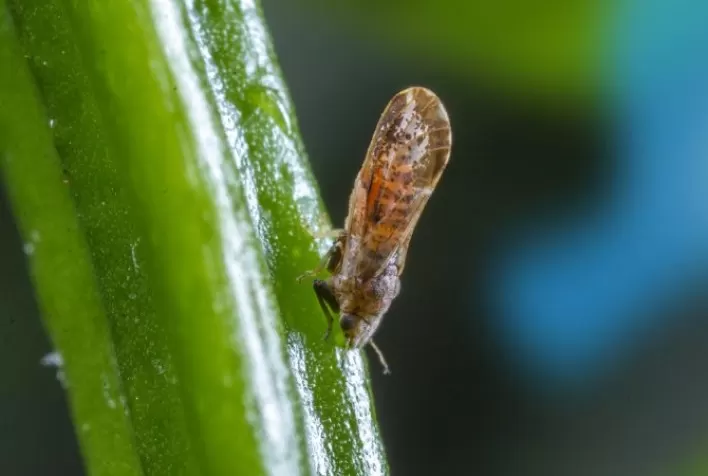 Combate eficiente ao greening exige rotação correta de produtos para evitar a resistência
