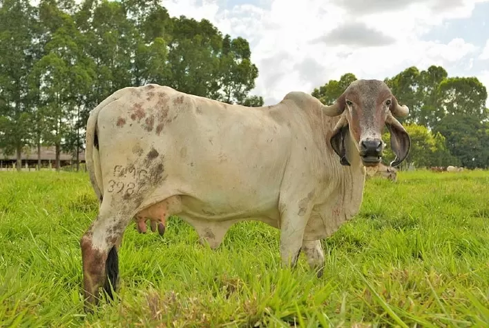 Zebu leiteiro: Embrapa divulga resultados de Prova de Leite na Expoabra 2022
