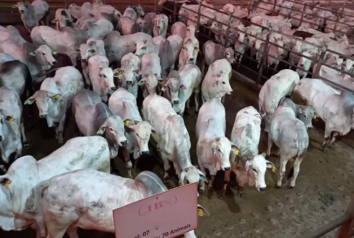 Confresa (MT) teve 528 animais avaliados na 2ª etapa do Circuito Nelore de Qualidade
