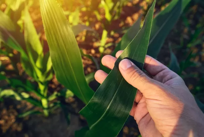 Novo condicionador de solo utiliza tecnologia microbiológica para aumentar a produtividade das lavouras