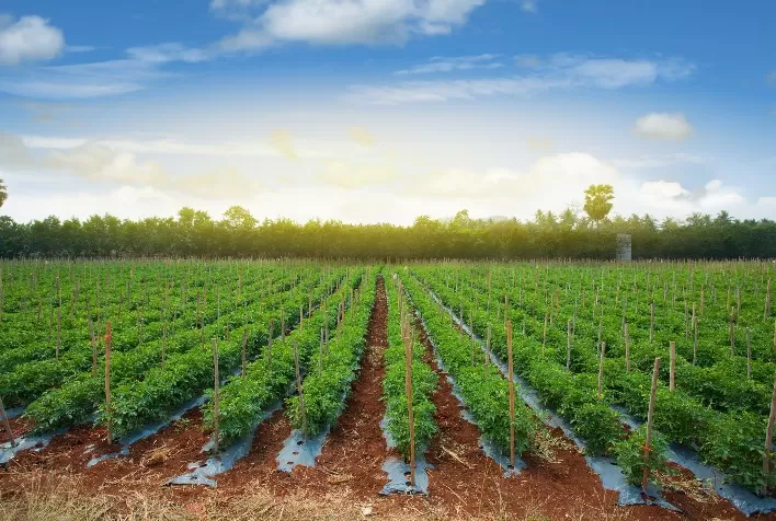 Aprenda a plantar tomate: veja como ter essa fruta em casa