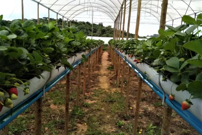 Como plantar morango em cano de PVC: Veja o passo a passo simples e rápido