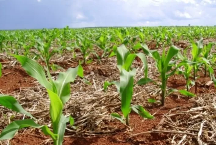 AgRural: Plantio de milho verão chega a 17% no Centro-Sul; Paraná dá largada na semeadura da soja