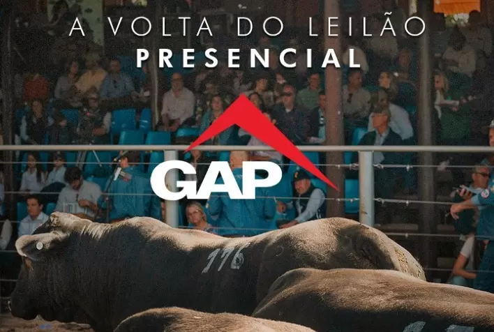 Leilão GAP coloca em pista touros Angus com oferta de vencedores em 2021