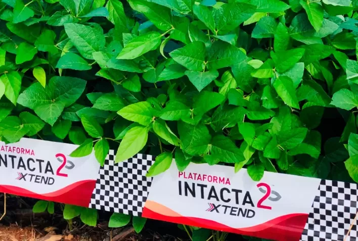 O lançamento de novas variedades de sementes com tecnologia Intacta2 Xtend® e Xtend® Refúgio amplia oportunidades de ganhos ao sojicultor