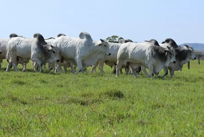 Leilão da Jacarezinho oferta reprodutores Nelore certificados pelo Ministério da Agricultura