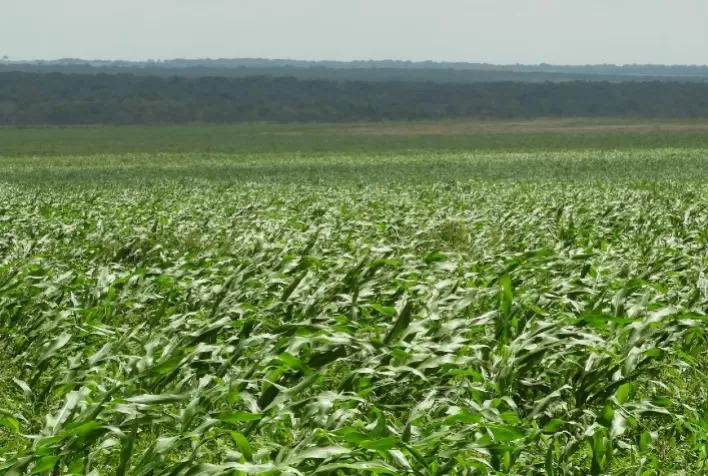 Dispara a produção de sorgo no Brasil