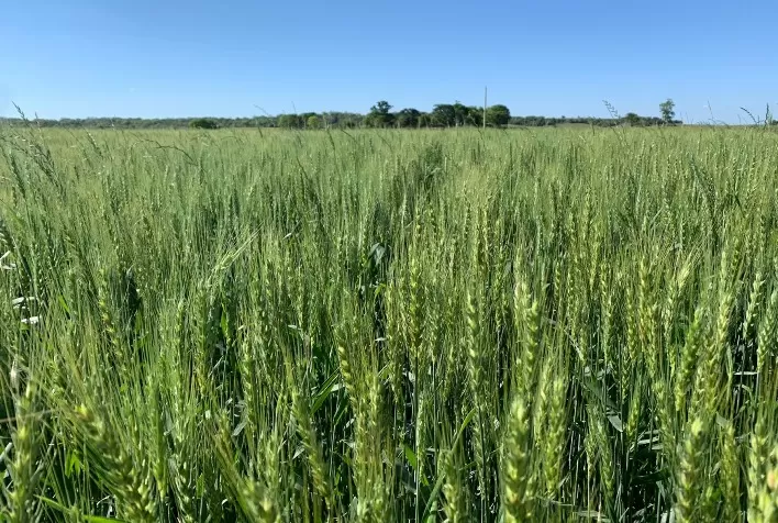 Produtor rural deve ficar atento ao prazo de portaria sobre áreas convertidas
