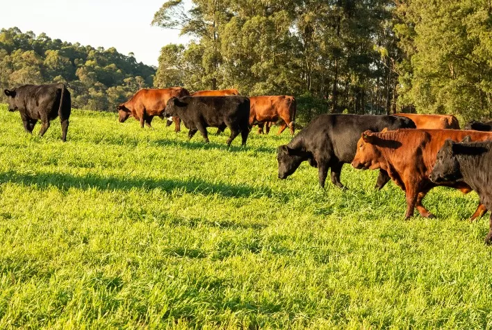 Maior oferta de terneiros e demanda escassa influencia preço ao pecuarista gaúcho