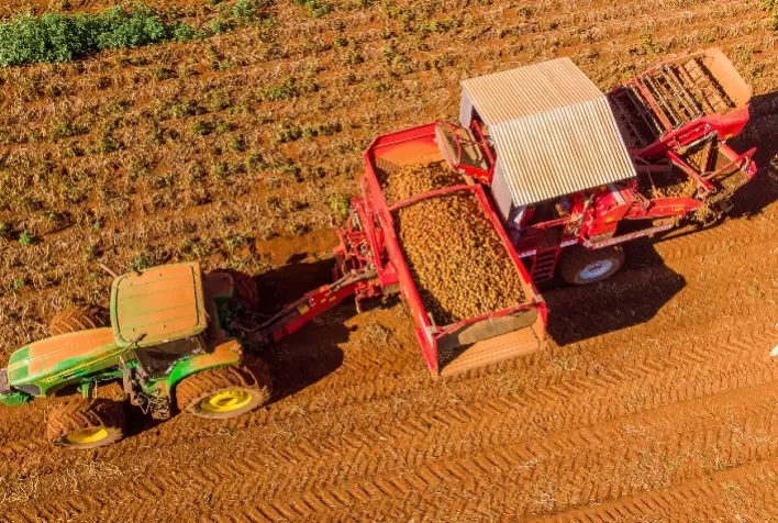 Produtos biotecnológicos estimulam crescimento e aumentam produtividade no cultivo de batatas