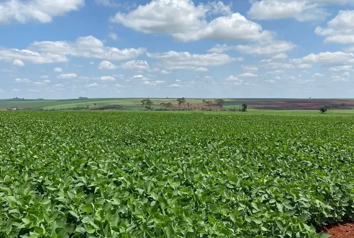 Canavial sustentável garante produção acima da média nacional em fazenda no interior de São Paulo