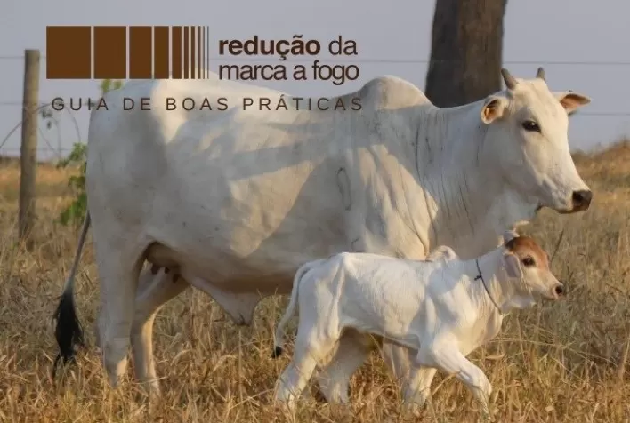 Marcação a fogo de bovinos causa dor e pode levar a aproximadamente 18% de erros na identificação de animais