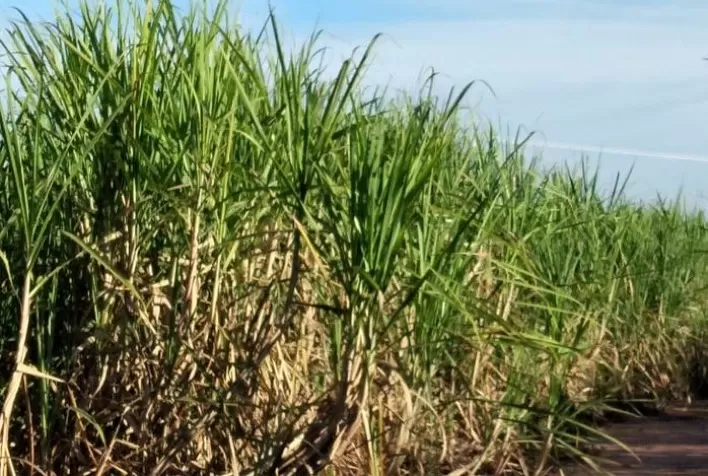 Ervas de difícil controle: Herbicida para cana-de-açúcar favorece o pleno estabelecimento da cultura ao longo da safra