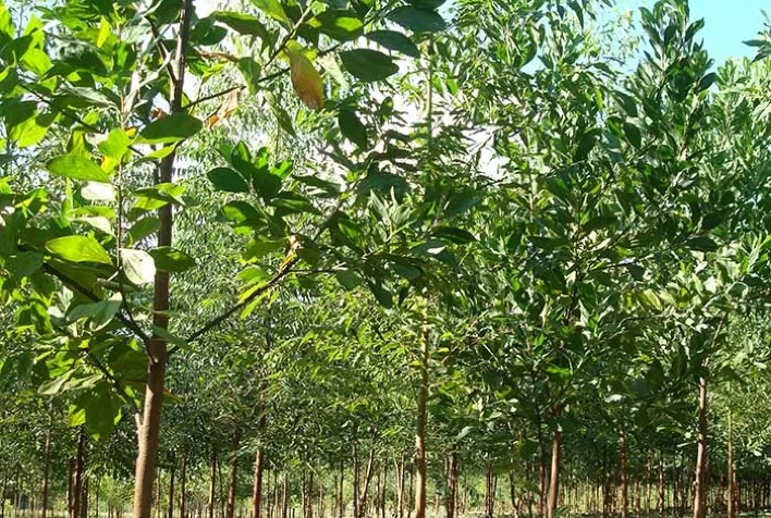 Mapeamento apresentado no Conselho de Agronegócios da Firjan identificou potencial de plantio de eucaliptos em 263 mil hectares